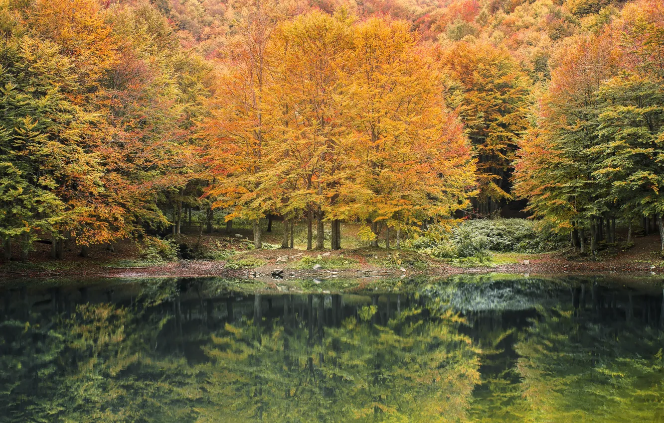 Photo wallpaper forest, trees, water, autumn, lake, leaves, reflection, autumn colors