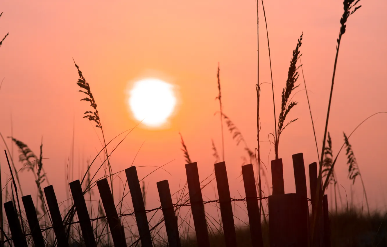 Photo wallpaper grass, the sun, fog, pink, dawn, the fence, morning, fences