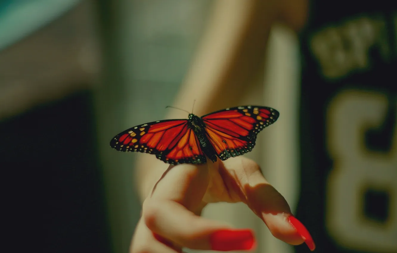 Photo wallpaper butterfly, wings, hands, nails, manicure