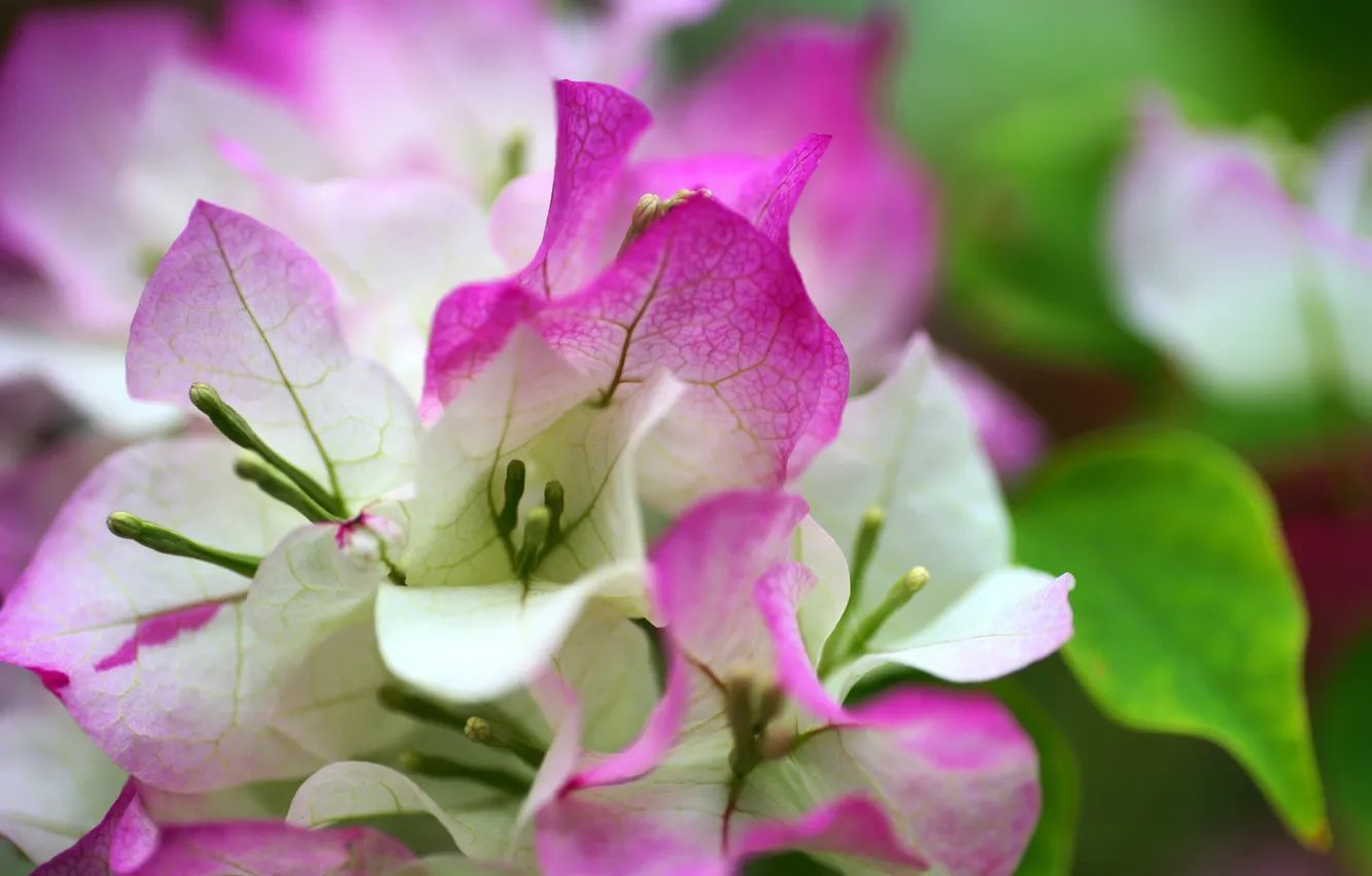 Photo wallpaper leaves, flowers, pink, white
