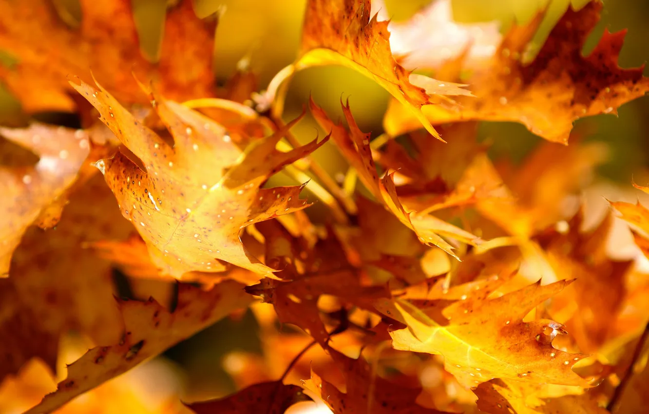 Photo wallpaper autumn, leaves, trees, branches, yellow, nature