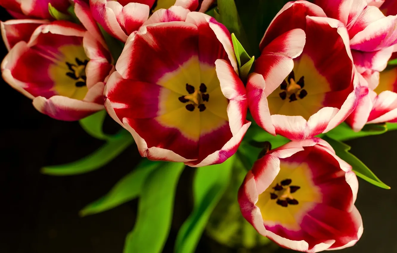 Photo wallpaper flowers, petals, tulips