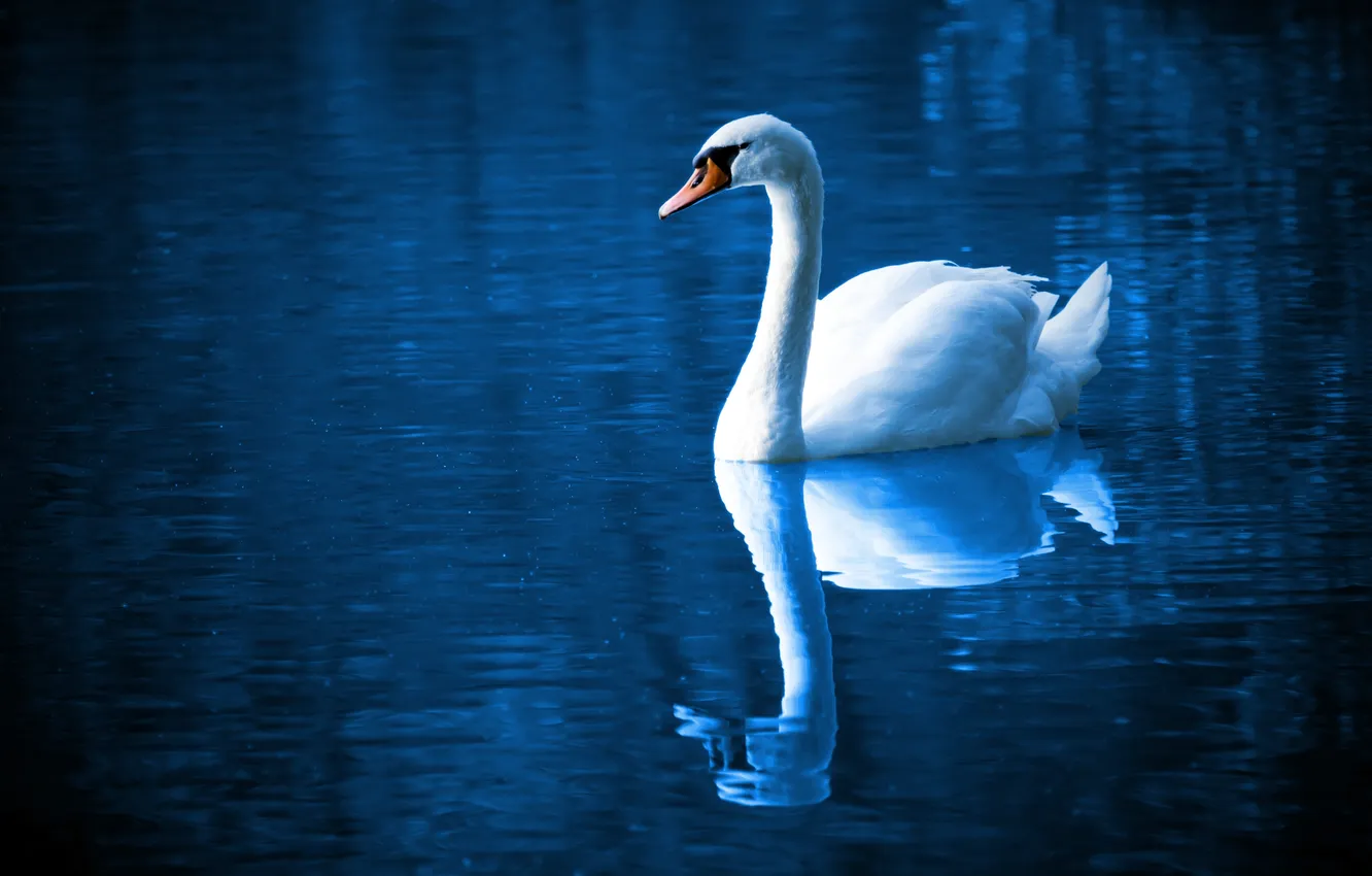 Photo wallpaper water, reflection, bird, White Swan