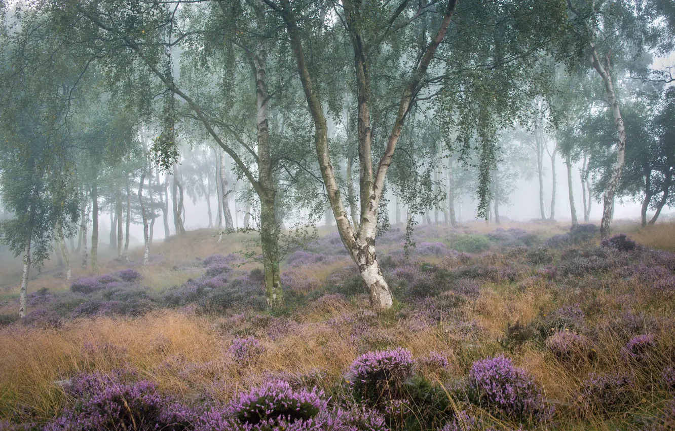 Photo wallpaper summer, fog, morning, birch