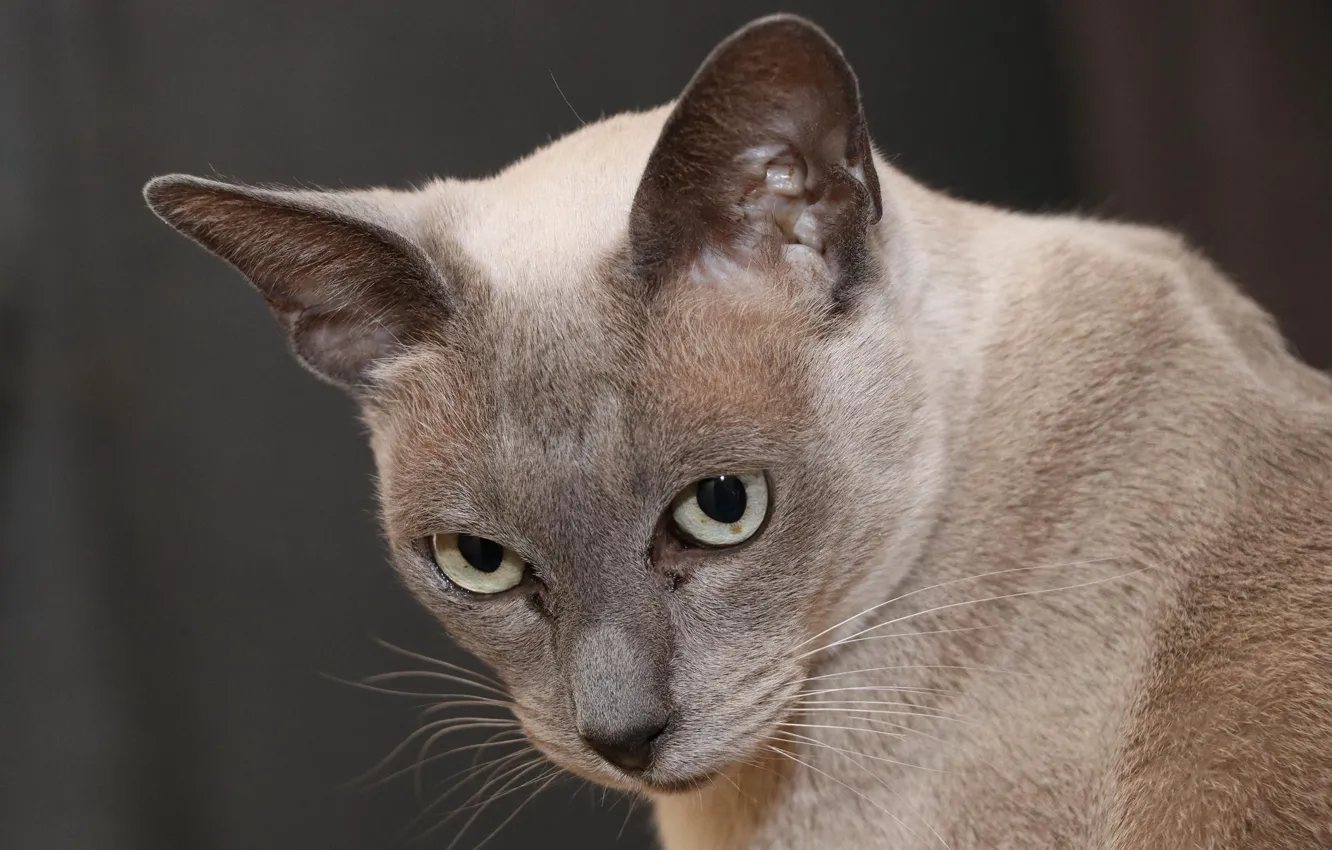 Photo wallpaper cat, look, background, portrait, muzzle, Burma, cat