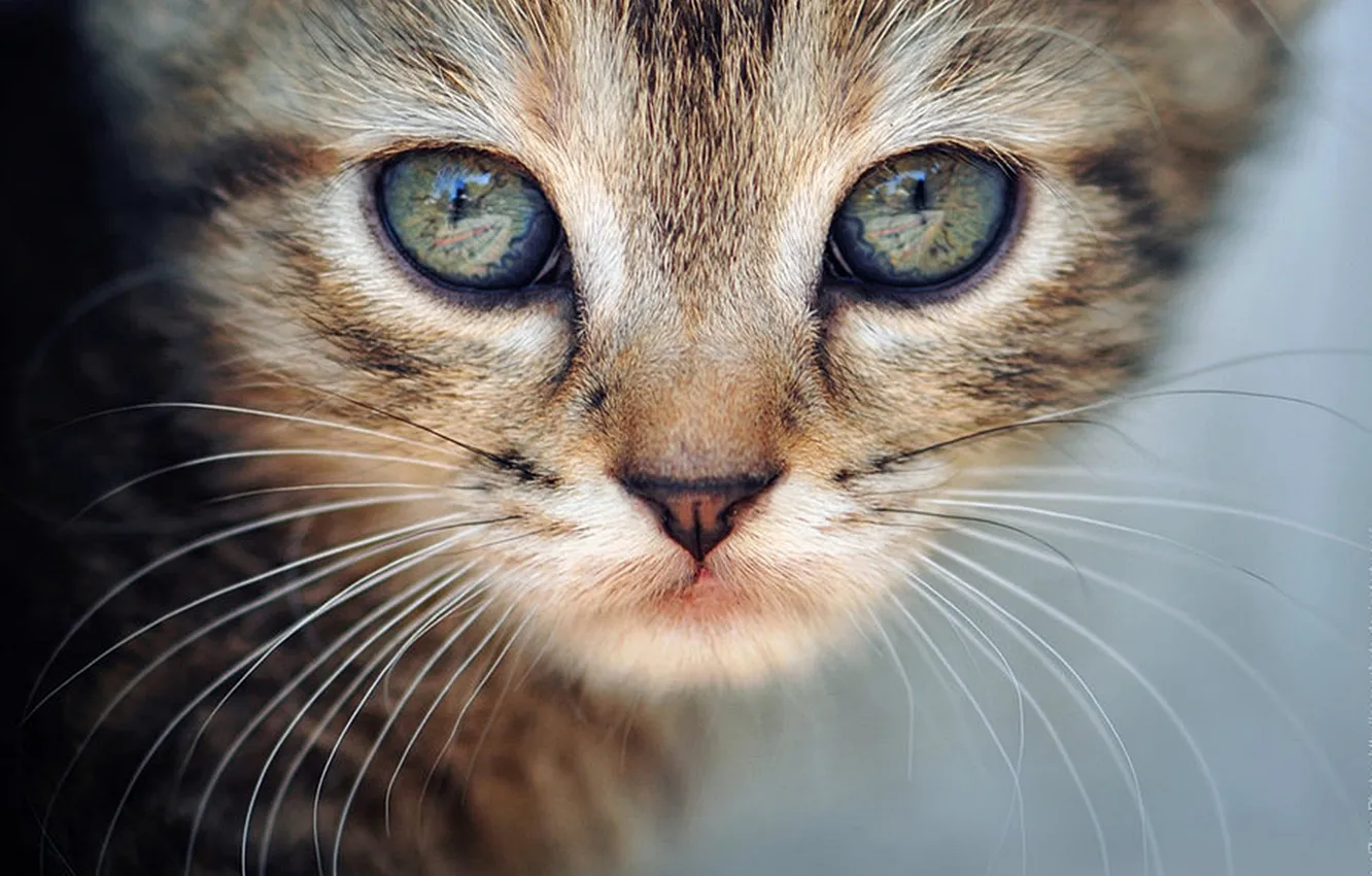 Photo wallpaper cat, cat, mustache, look, macro, kitty, animal, cat