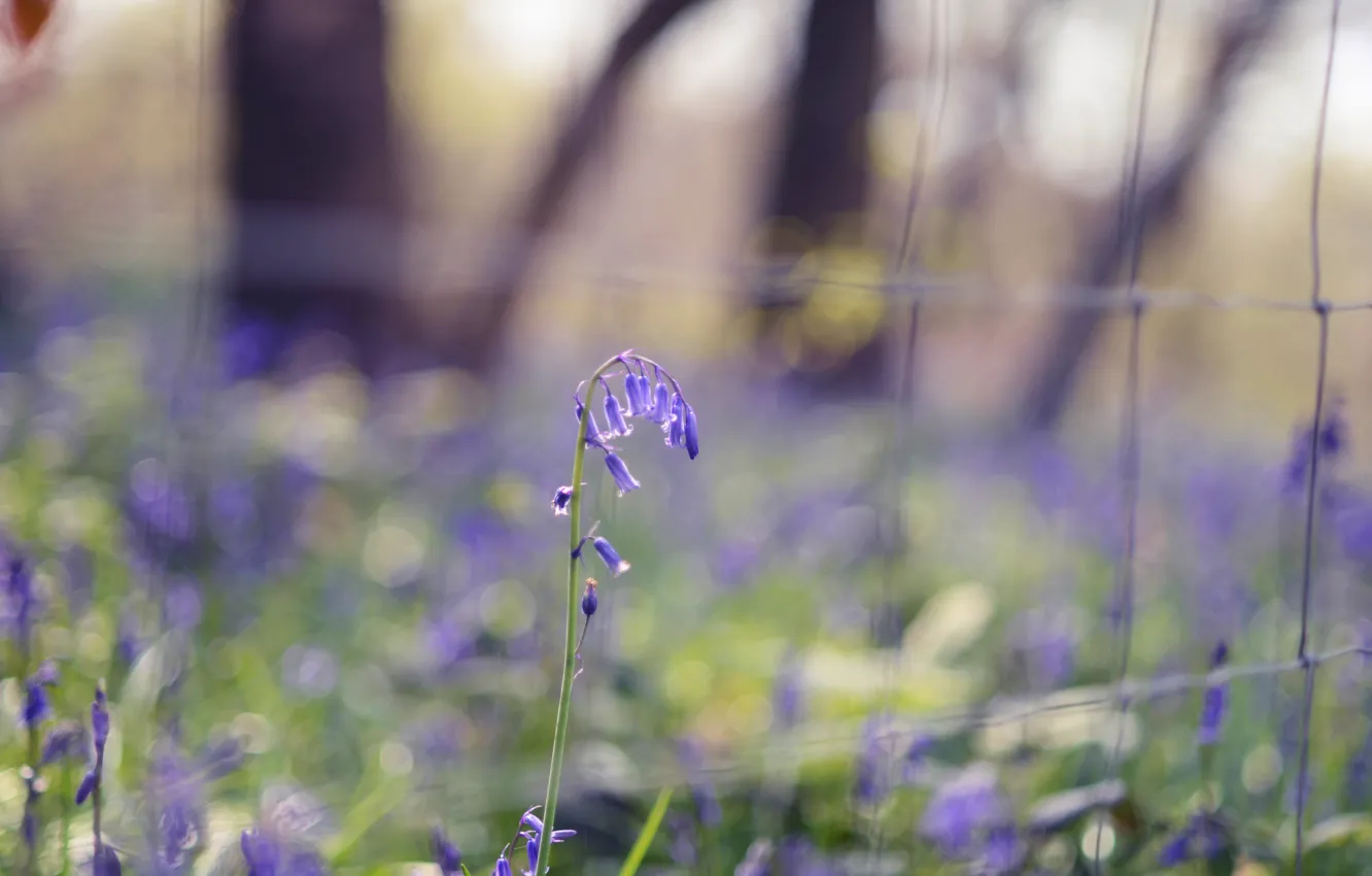 Photo wallpaper greens, grass, flowers, nature, spring, blur, blue, blue