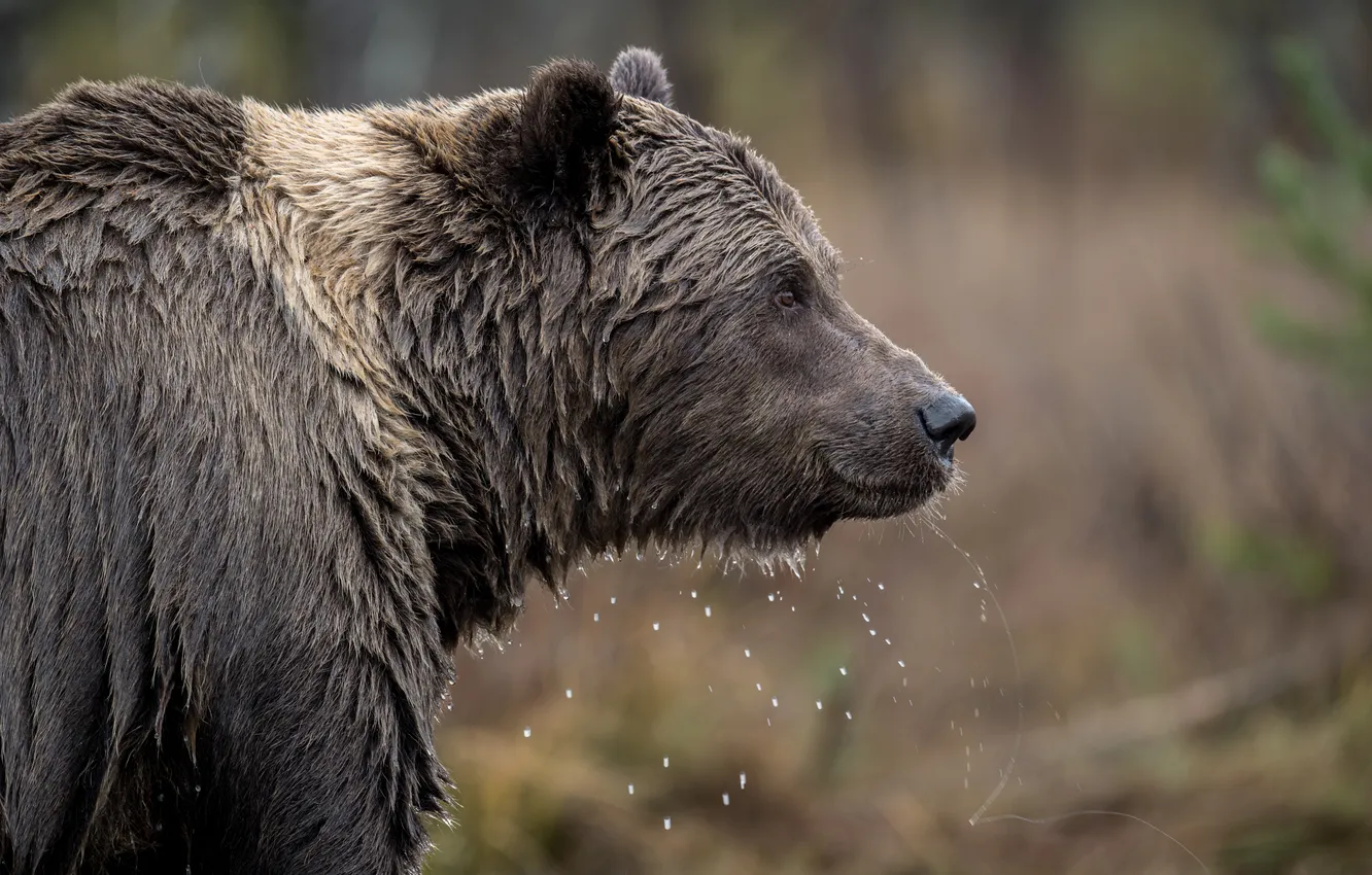 Photo wallpaper face, bear, beast, Гризли