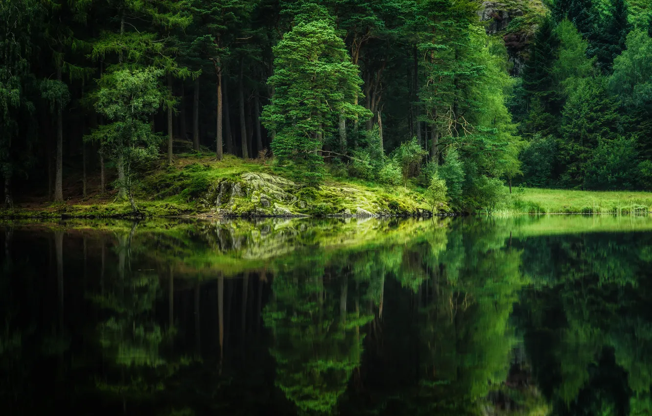 Photo wallpaper forest, trees, nature, lake, reflection