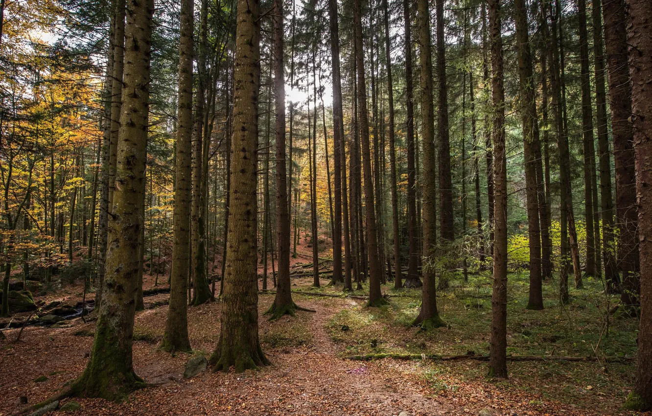 Photo wallpaper forest, trees, nature, trunk