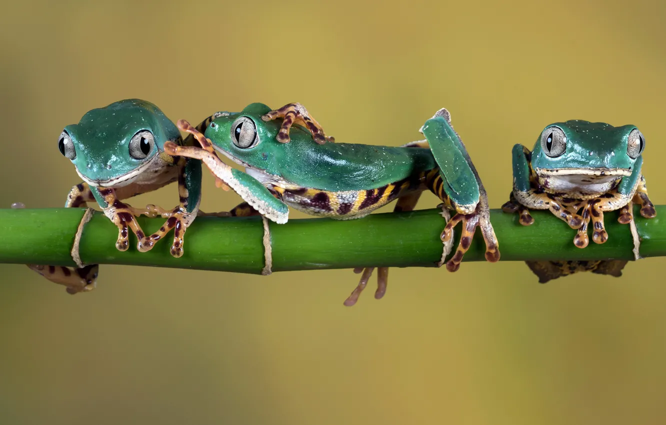 Photo wallpaper green, sprig, frog, legs