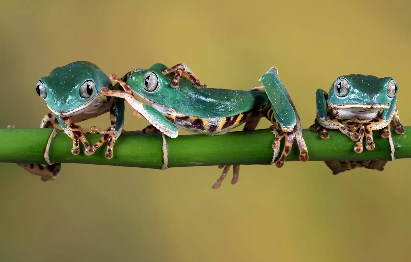 Photo wallpaper sprig, legs, green, frogs