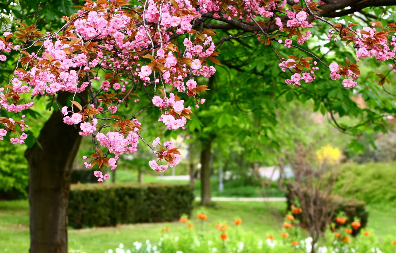 Photo wallpaper flowers, nature, Park, spring, pink, nature, park, Photo