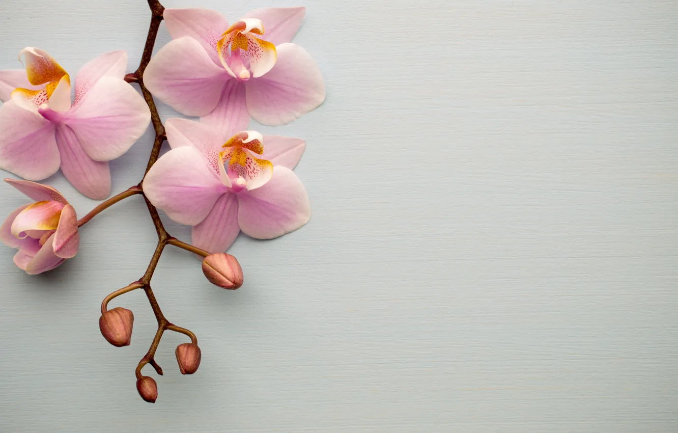 Photo wallpaper Orchid, pink, flowers, orchid