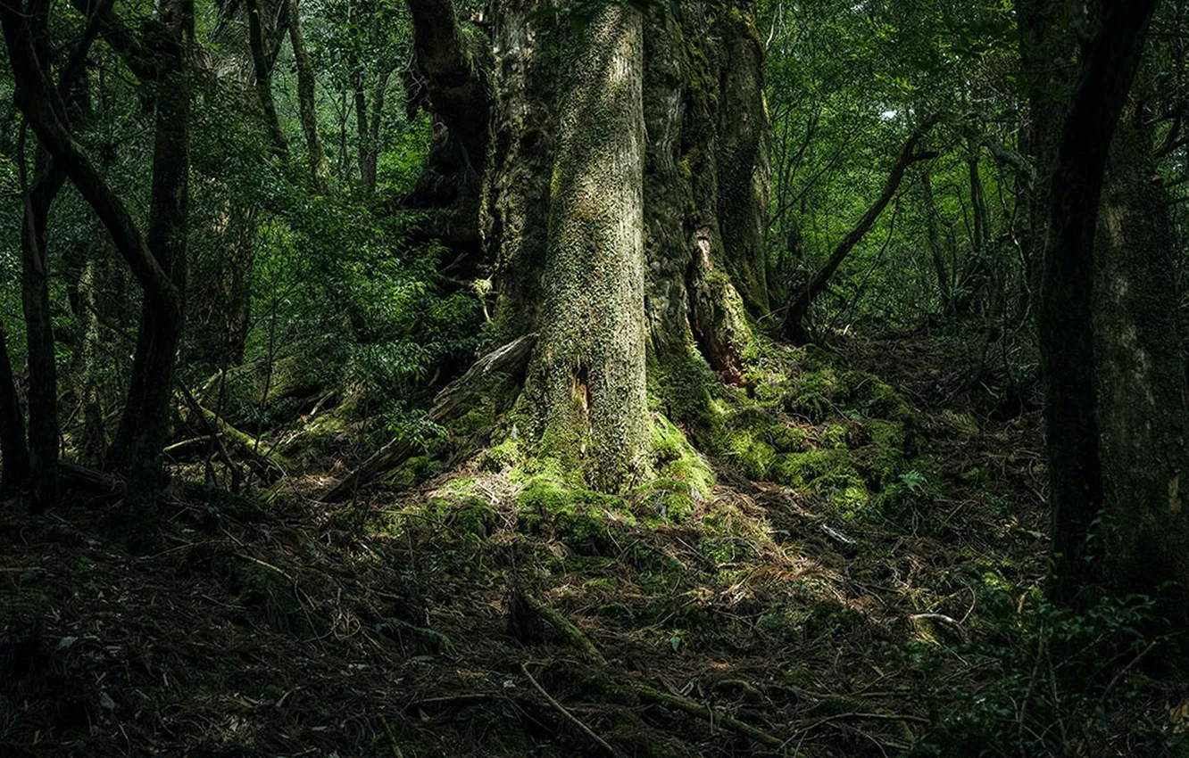 Photo wallpaper forest, trees, nature, Japan, Japan, Kyushu, Announced, Raphael Olivier