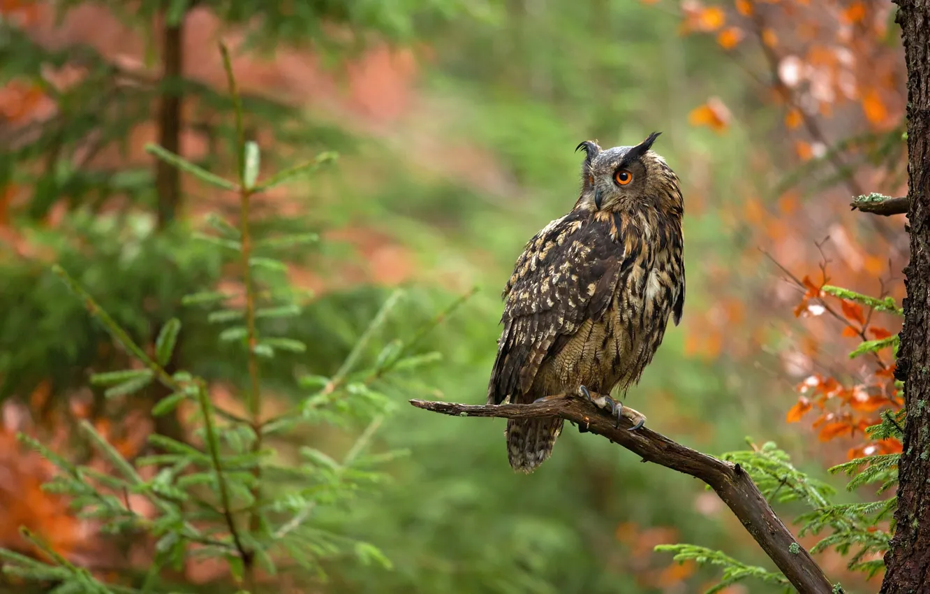 Photo wallpaper autumn, forest, trees, branches, owl, bird