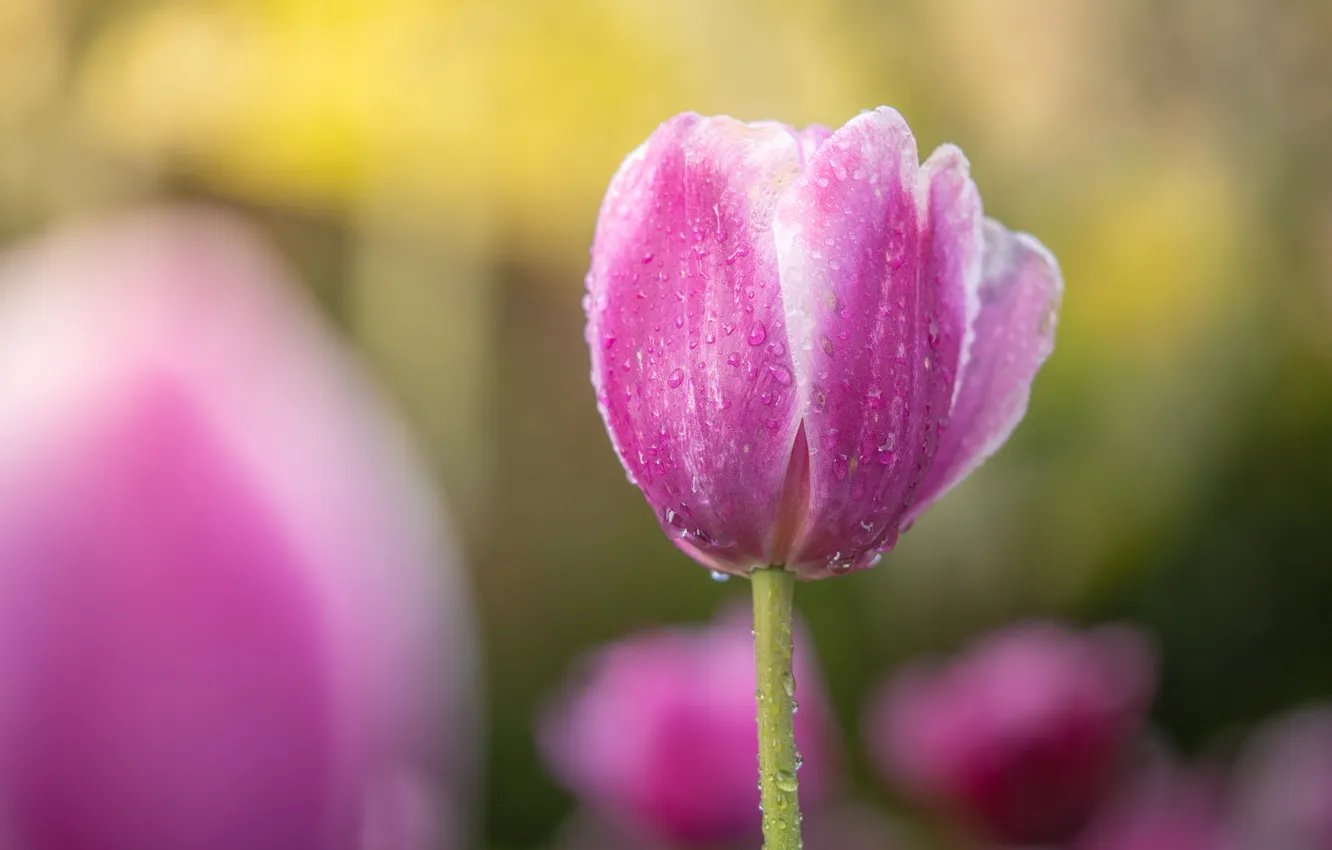 Photo wallpaper drops, macro, tulips, buds, bokeh