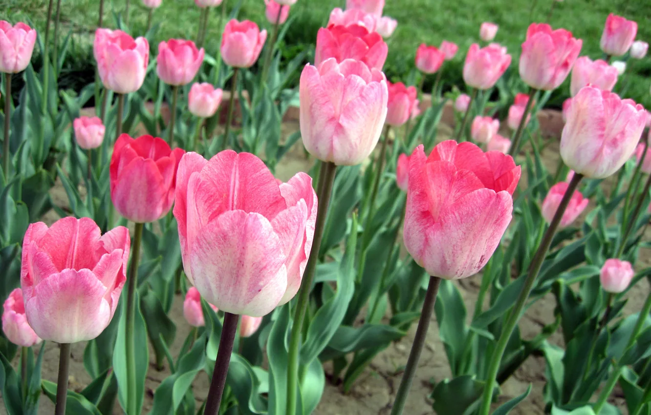 Photo wallpaper tulips, pink, field of flowers