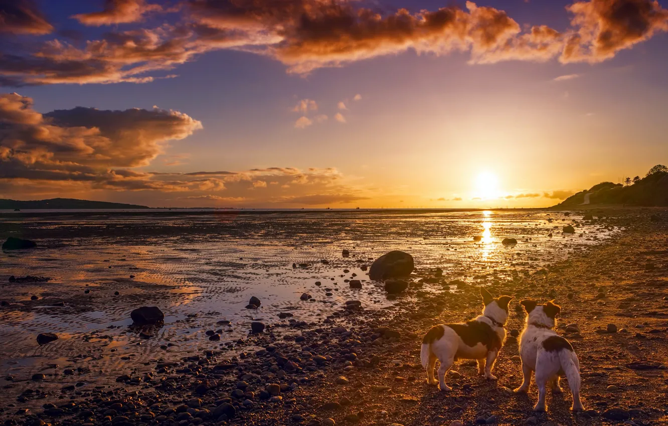 Photo wallpaper dogs, sunset, shore, friends