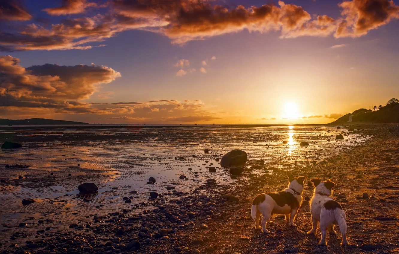Photo wallpaper sunset, each, shore, dog