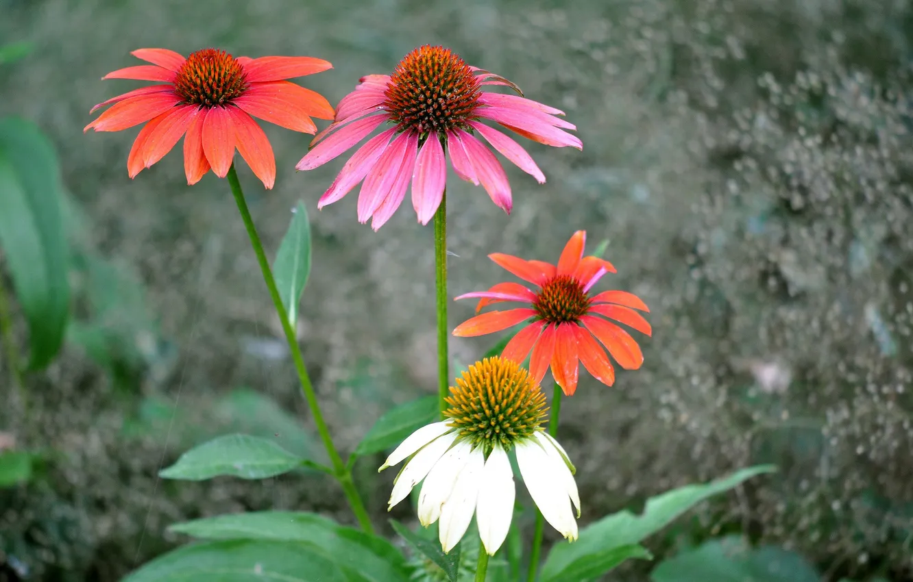 Photo wallpaper leaves, nature, Park, petals, garden, Echinacea