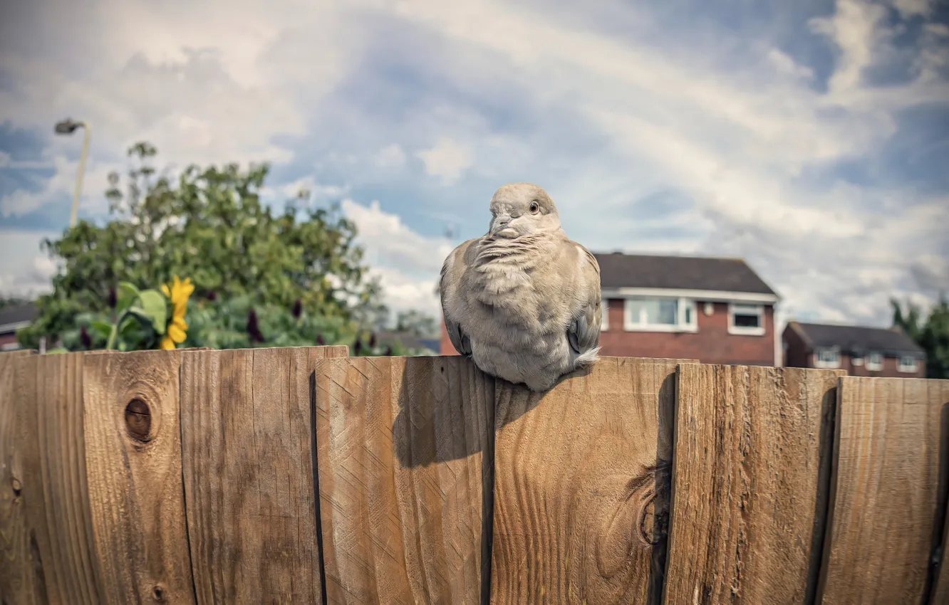 Photo wallpaper bird, the fence, pigeons
