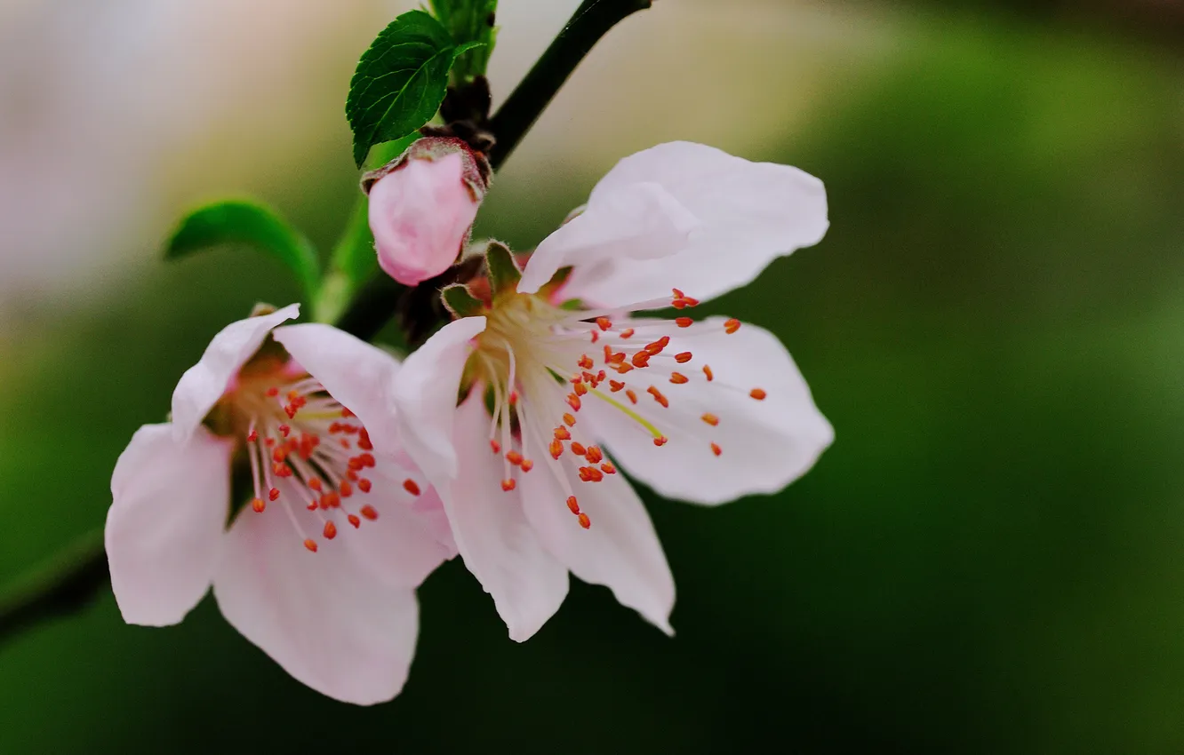 Photo wallpaper leaves, flowers, branches, pink, buds