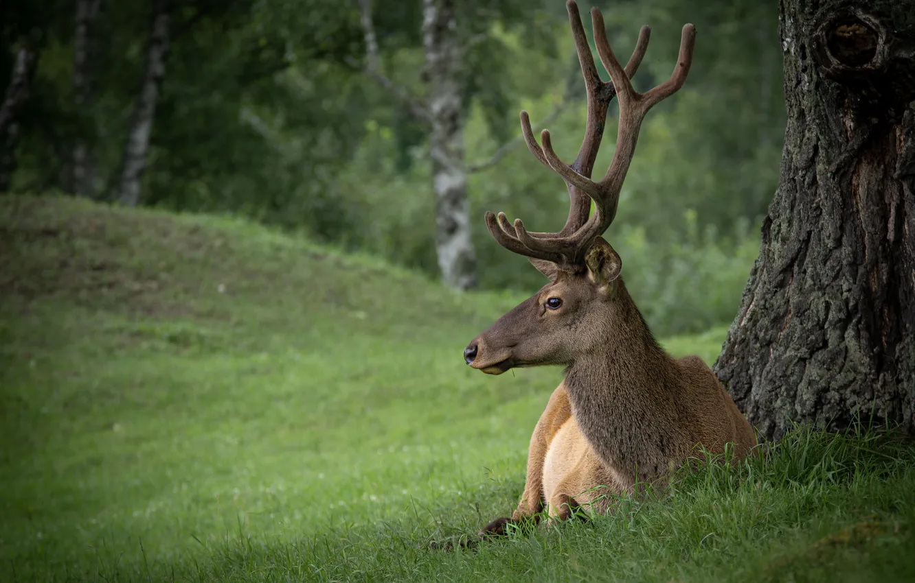 Photo wallpaper forest, deer, lying down, antlers