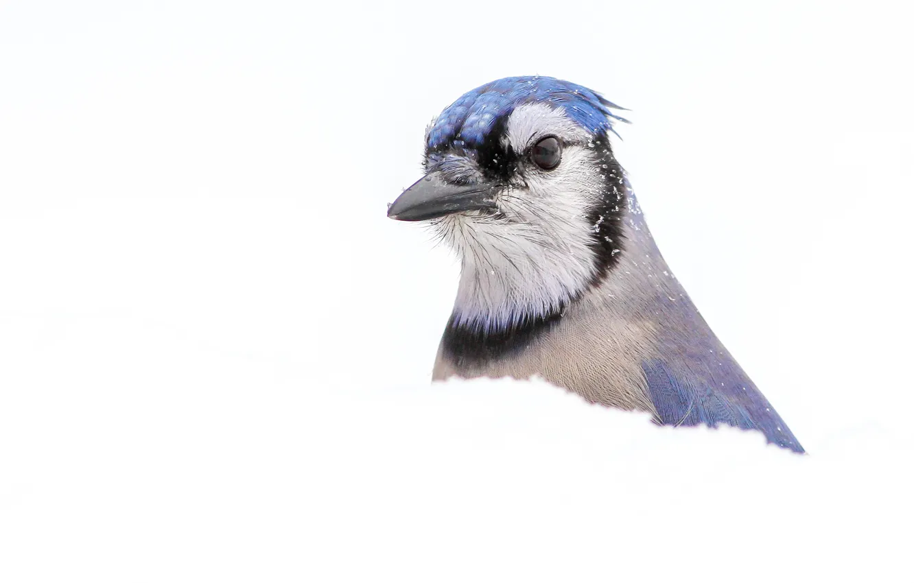 Photo wallpaper macro, snow, bird, blue Jay