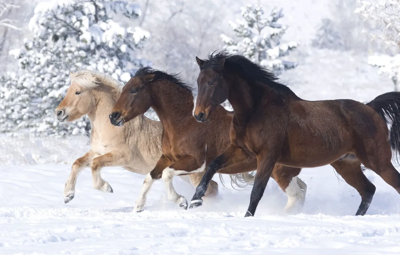 Photo wallpaper winter, snow, horse, horse