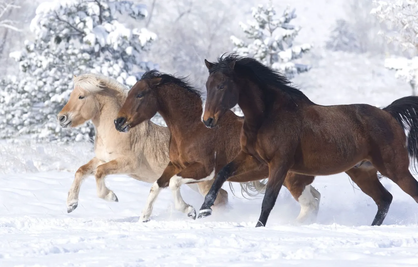 Photo wallpaper winter, snow, horses, horse
