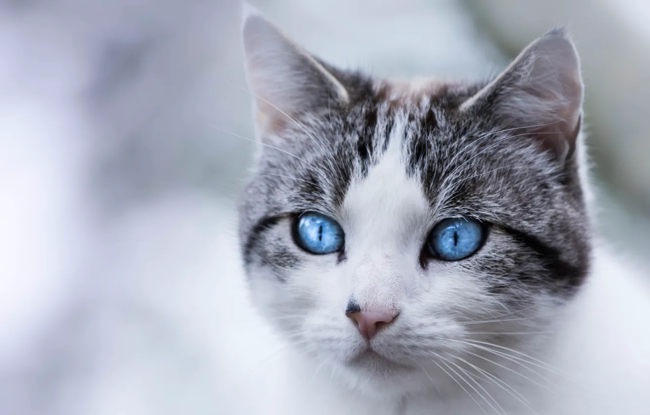 Photo wallpaper cat, cat, look, portrait, muzzle, blue eyes