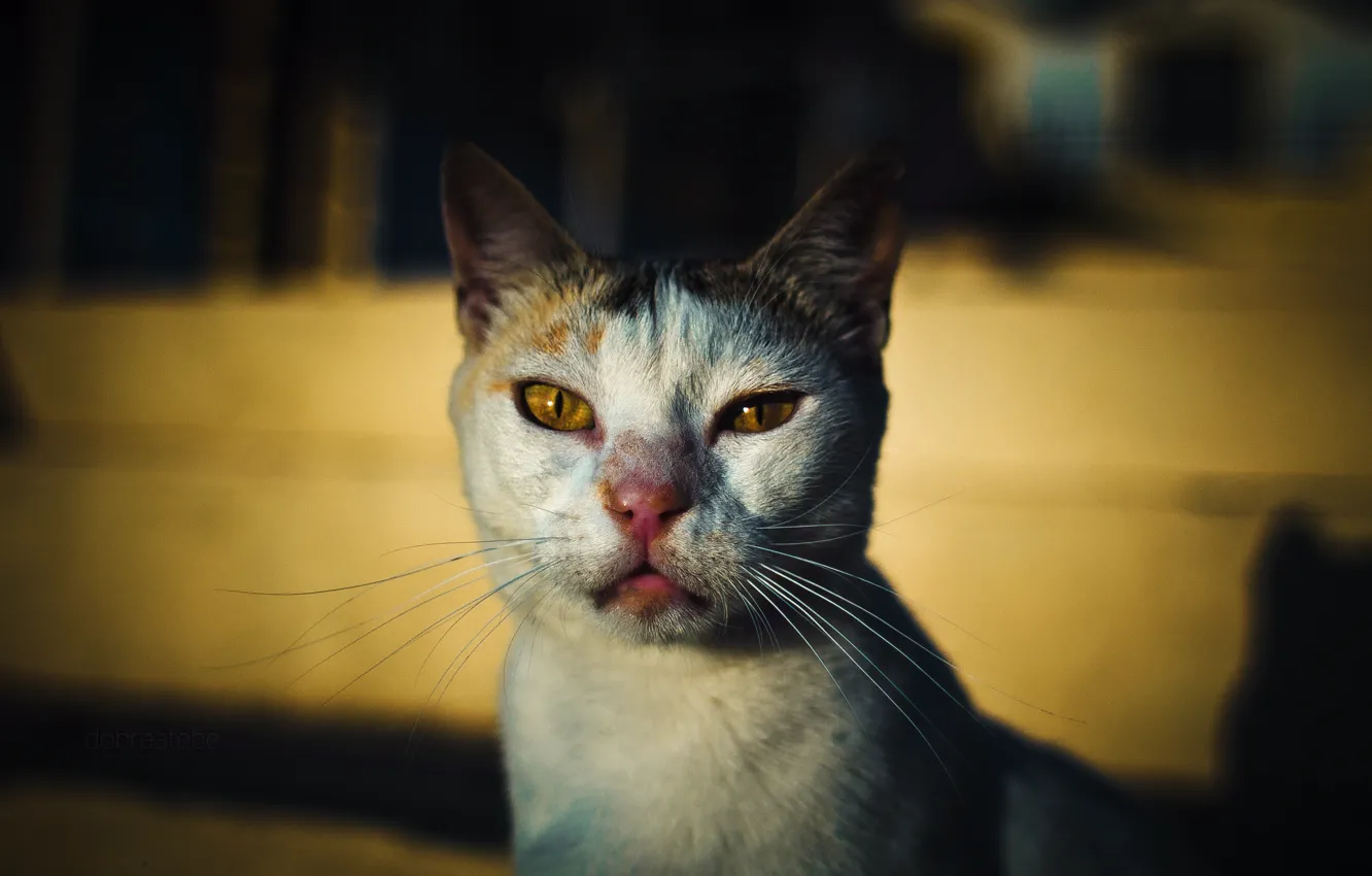 Photo wallpaper cat, eyes, mustache, look, dawn, Cat, serious, ears