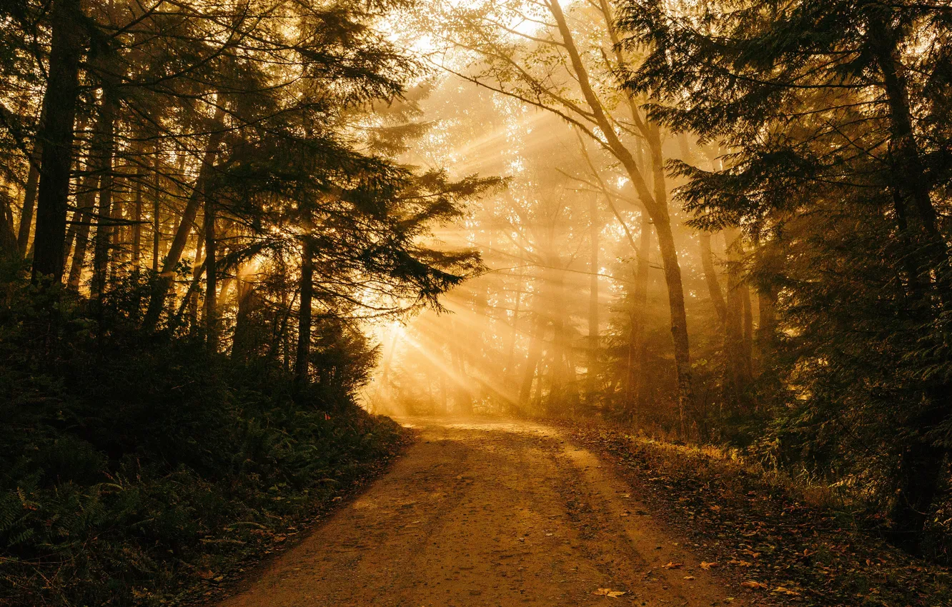 Photo wallpaper road, forest, the sun, light