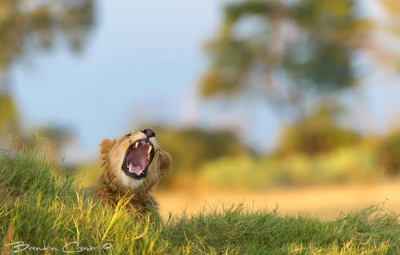 Photo wallpaper lion, Africa, wildlife, Male, king, help, cramp