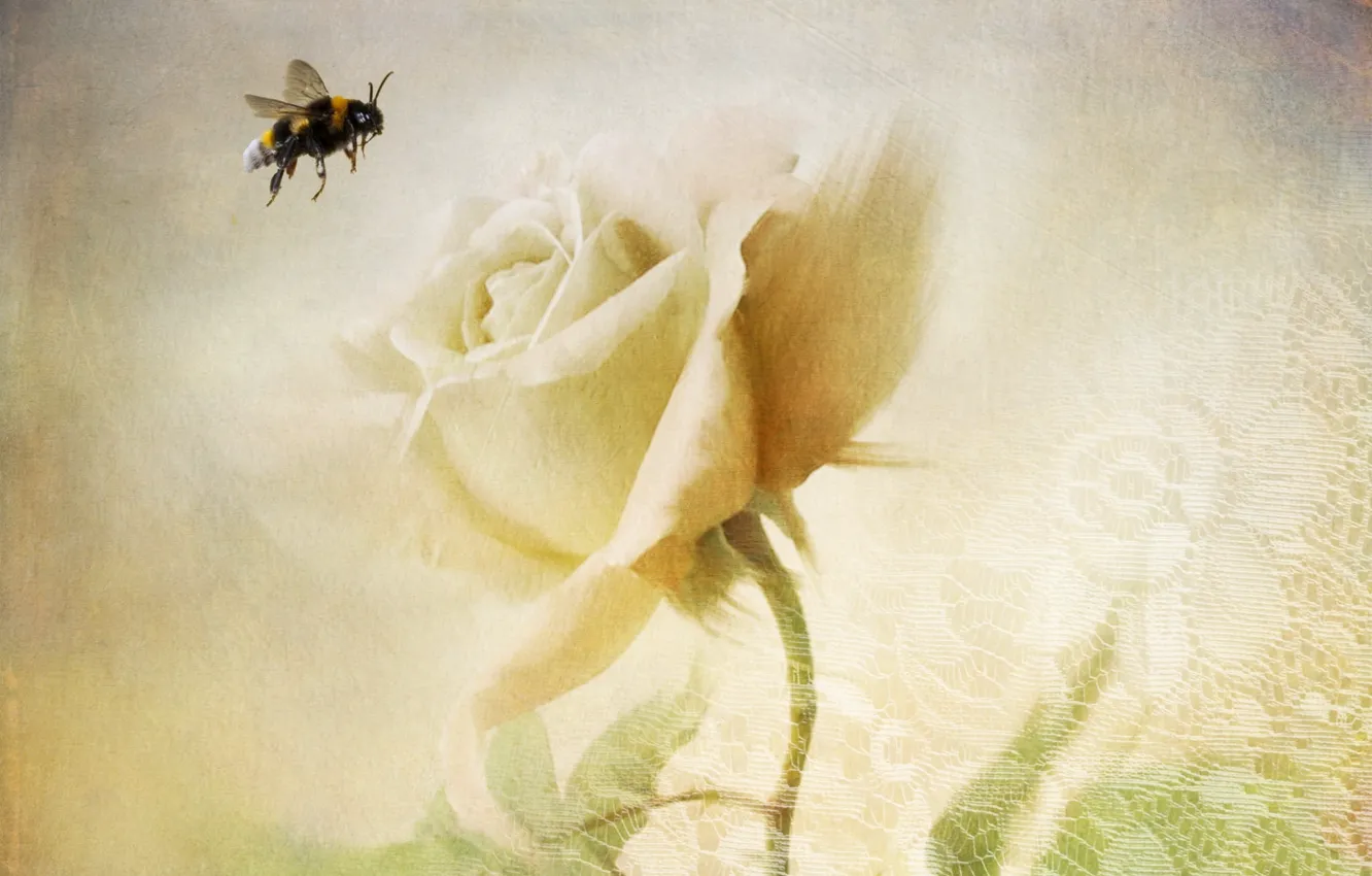 Photo wallpaper bee, roses, texture