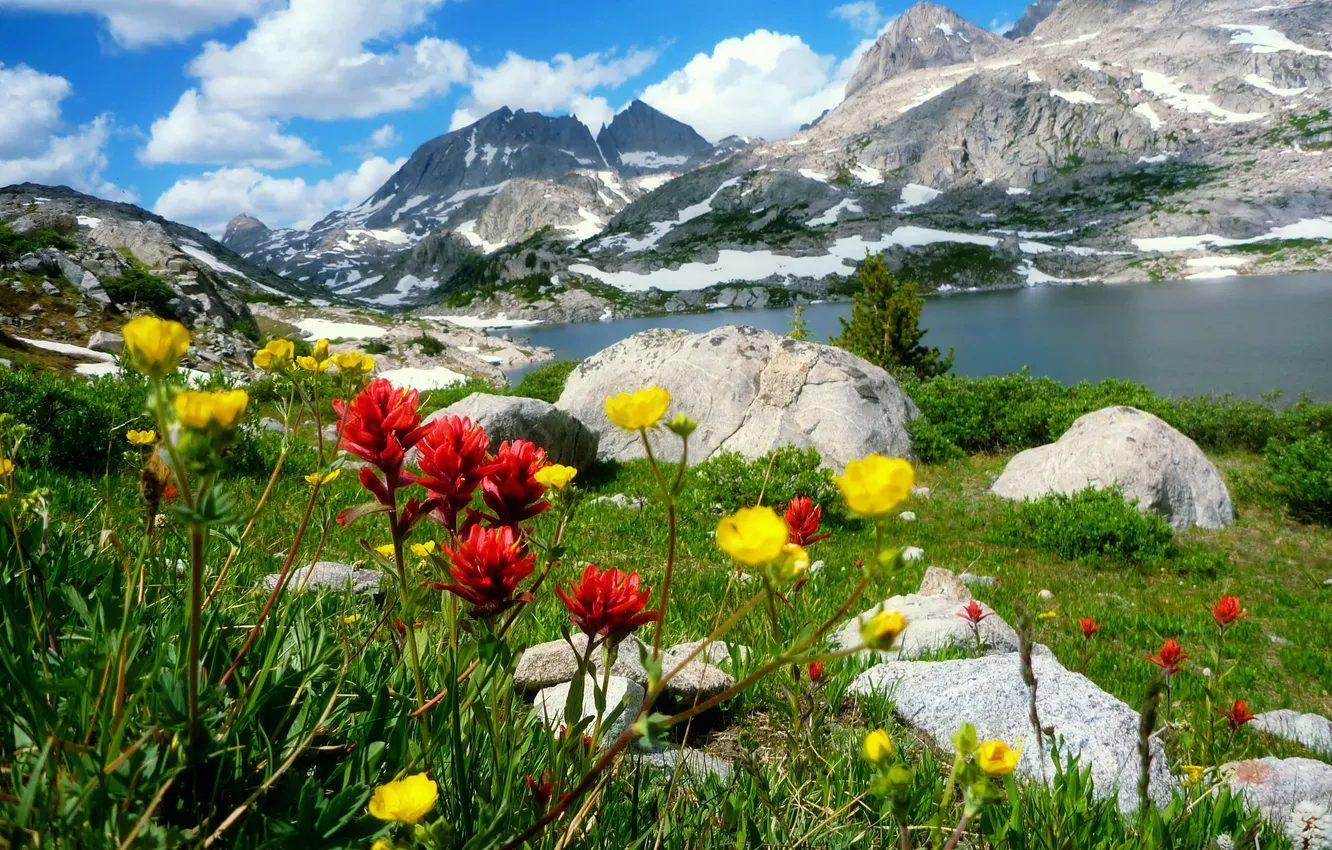 Photo wallpaper field, the sky, clouds, trees, landscape, flowers, mountains, nature