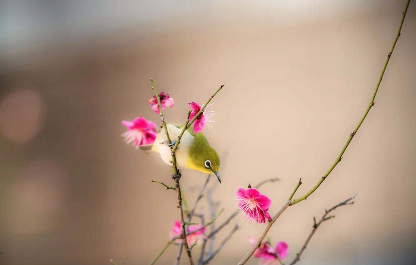 Photo wallpaper flowers, branches, nature, bird, spring, beak
