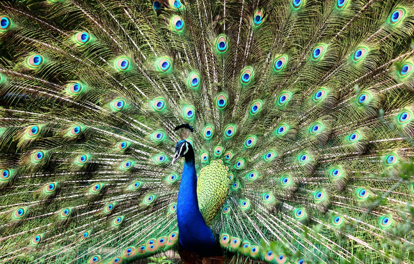 Photo wallpaper bird, beauty, peacock, bird, play, bright plumage, peacock, spread tail