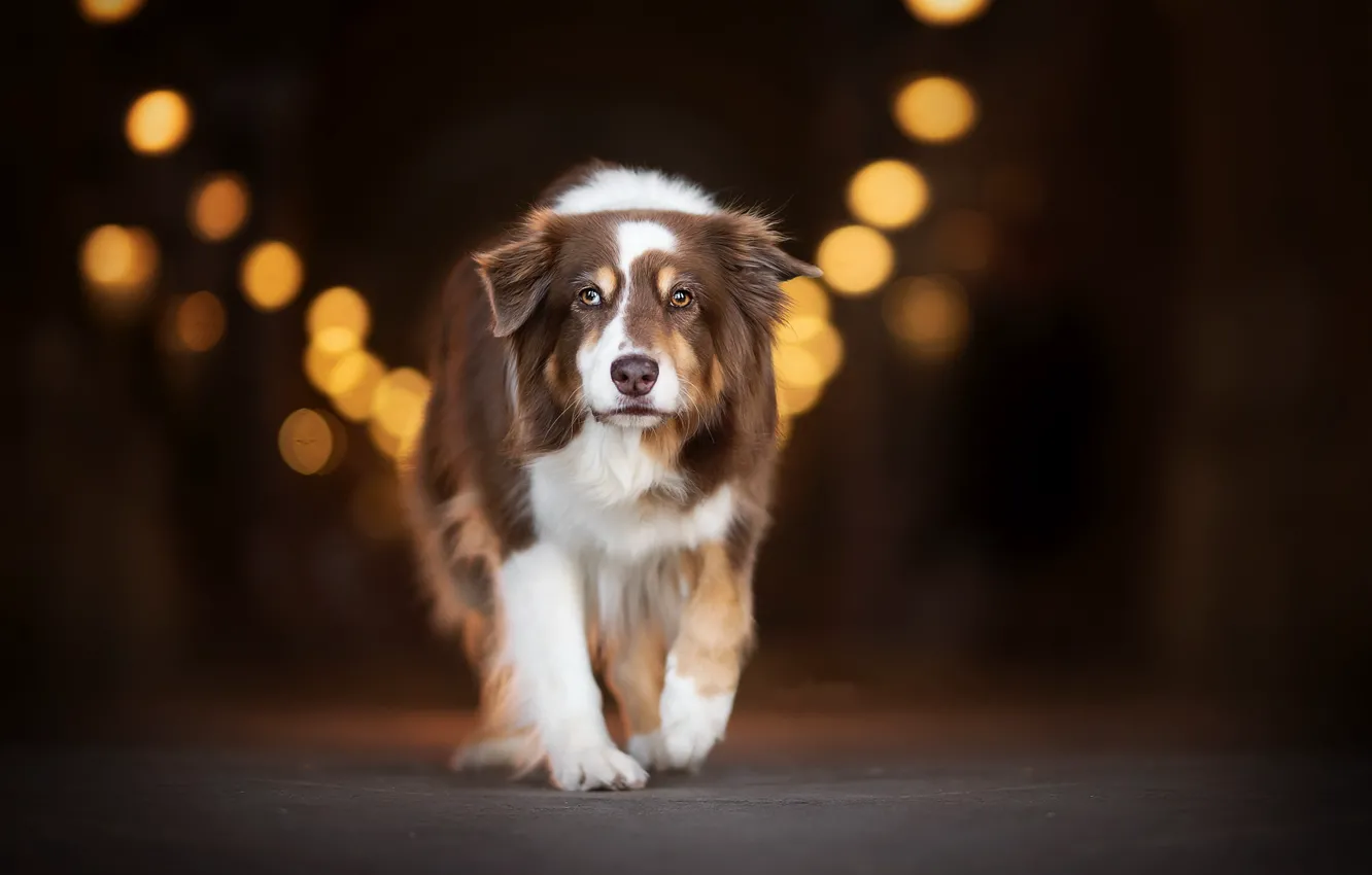 Photo wallpaper look, each, dog