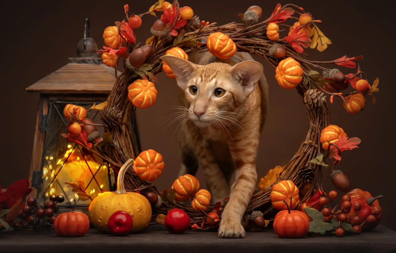 Photo wallpaper background, lantern, pumpkin, red, decoration, Oriental cat, Svetlana Pisareva