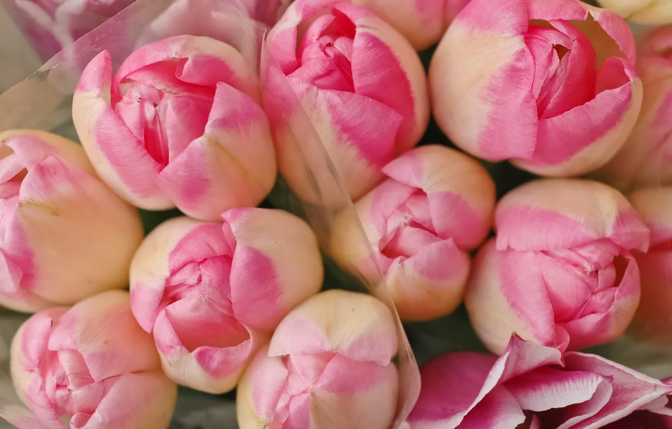 Photo wallpaper flowers, tulips, pink, buds, pink, flowers, tulips