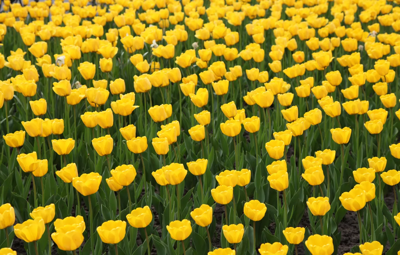 Photo wallpaper yellow, tulips, flowerbed