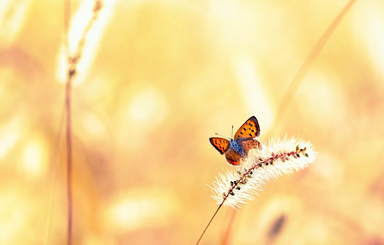 Photo wallpaper summer, grass, butterfly