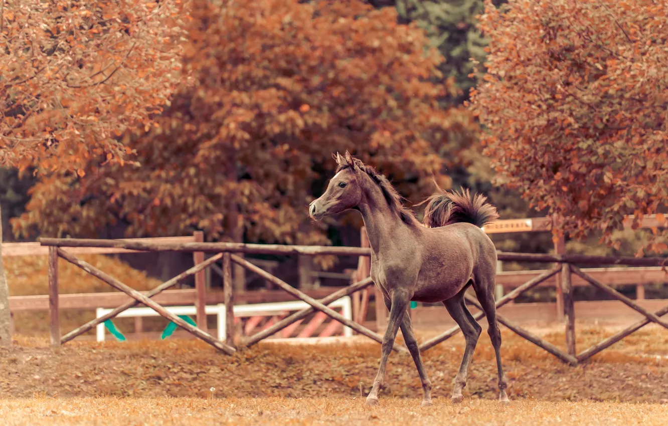Photo wallpaper autumn, background, horse