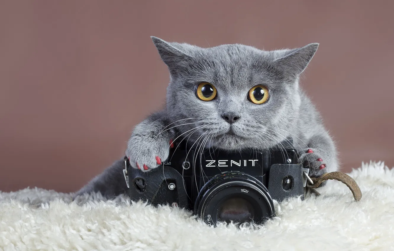 Photo wallpaper cat, look, Zenit