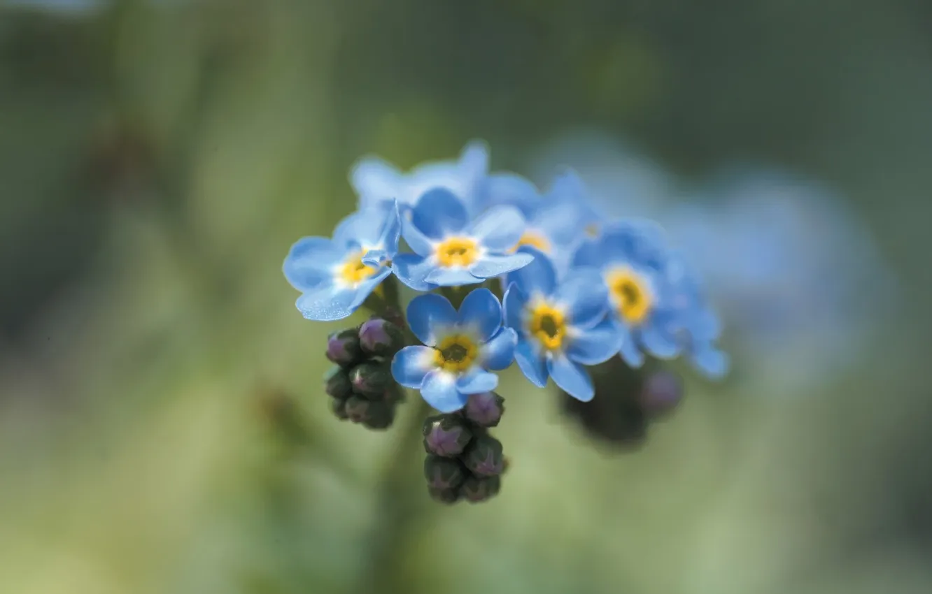 Photo wallpaper macro, flowers, blue, plant, spring, forget-me-nots