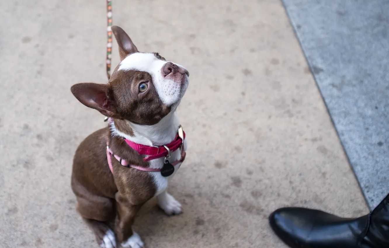 Photo wallpaper look, each, dog