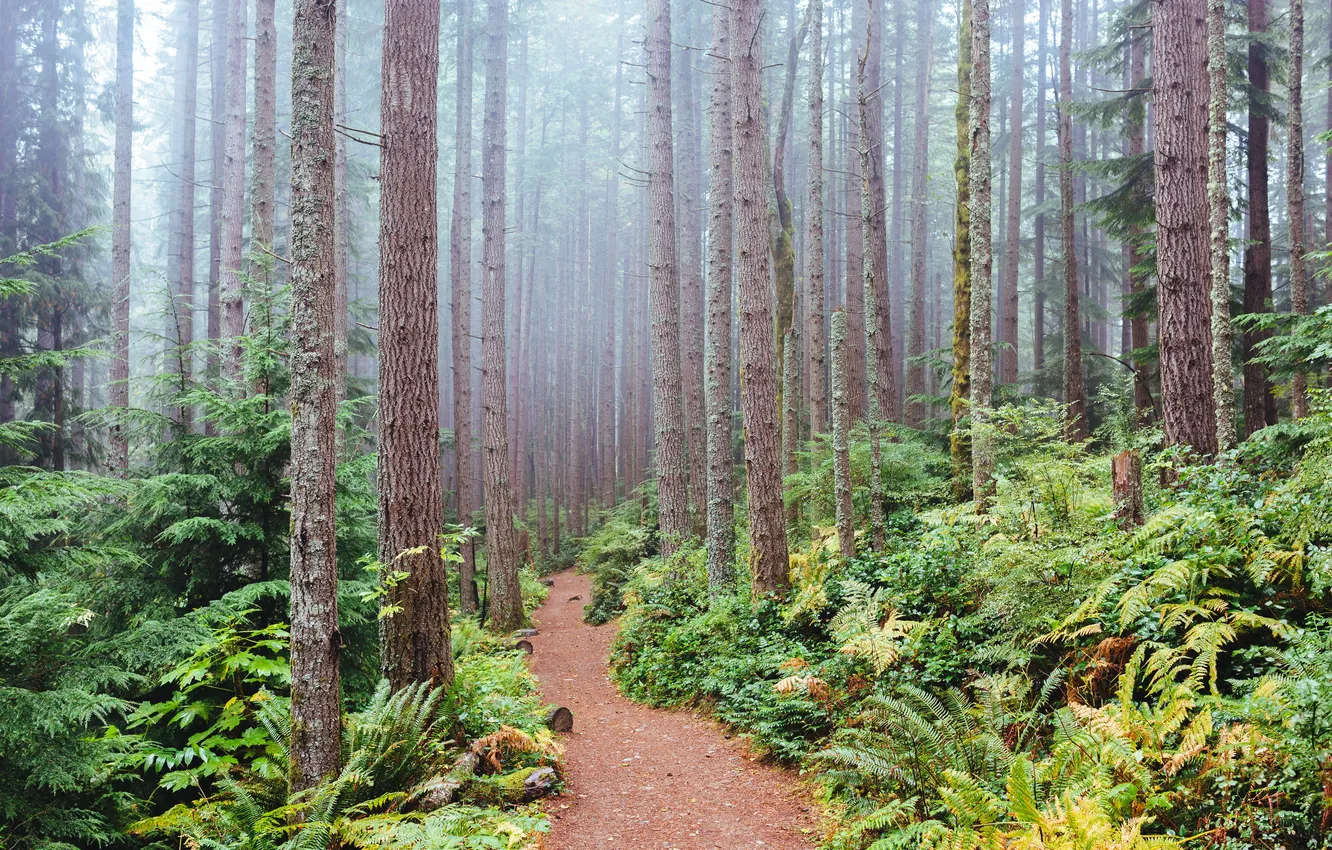 Photo wallpaper forest, trees, fog, Washington, USA, path, the bushes, Issaquah