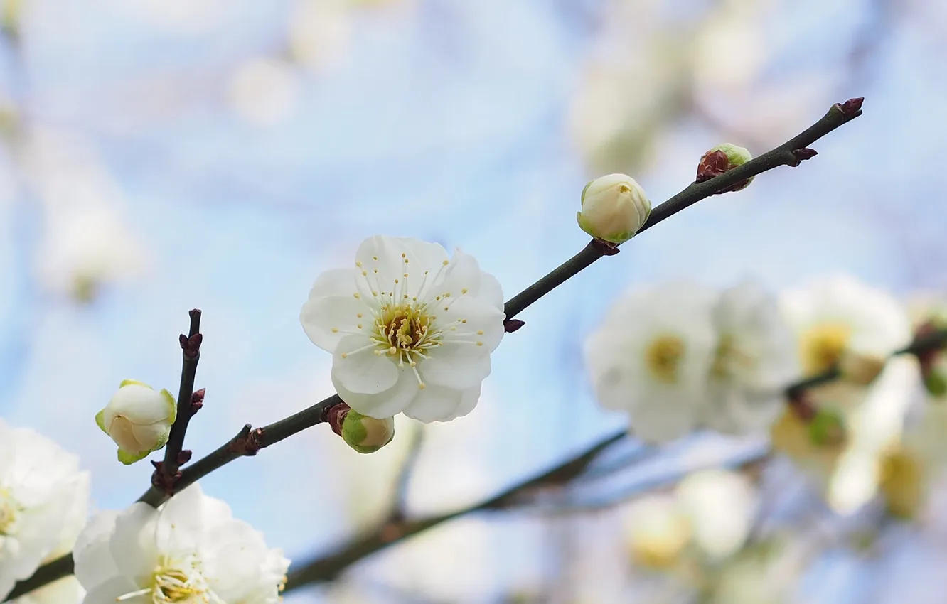 Photo wallpaper macro, branches, spring, apricots